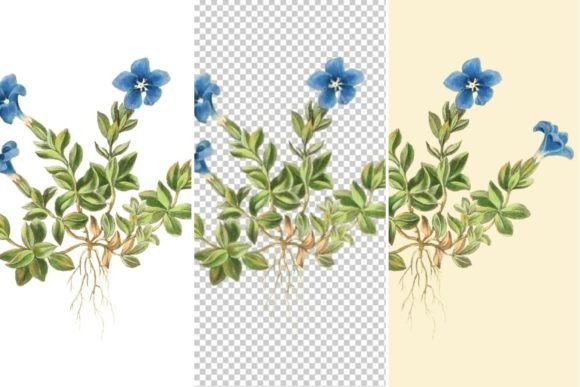 Download Spring Gentian Floral Illustrations - Floral illustrations Collection