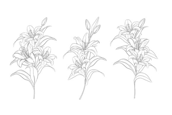Download Drawn Floral Illustrations Graphic - Floral illustrations Collection