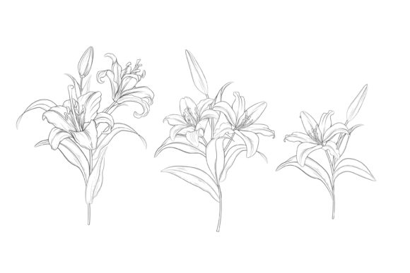 Download Drawn Floral Illustrations Graphic - Floral illustrations Collection